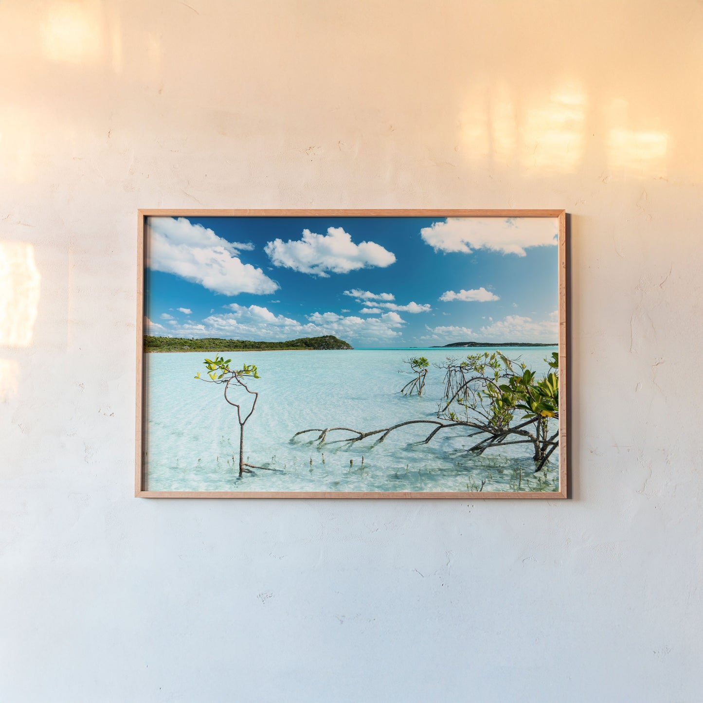 Bahama Mangrove